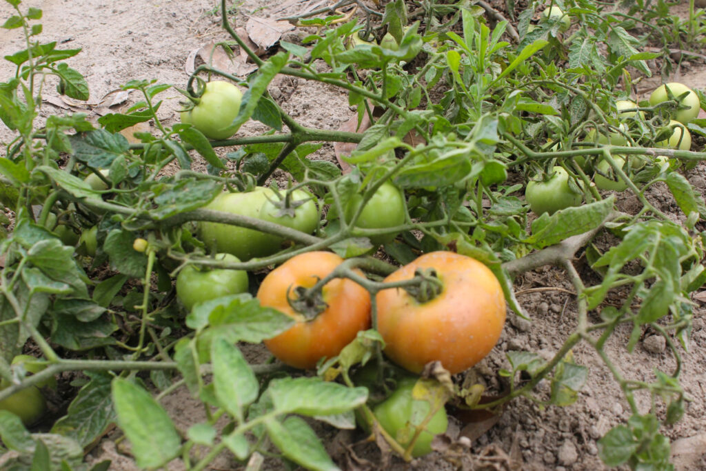 tomaten teelt